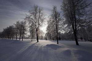 Bäume im Park foto