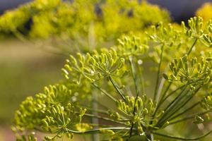 Blütenstand Dill Gartenbau foto