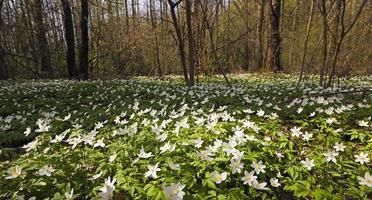 erste weiße Blüten foto