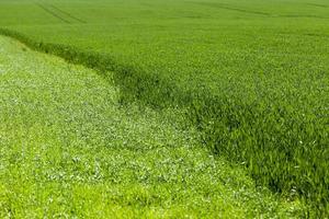 Anbau von Getreide. Frühling foto