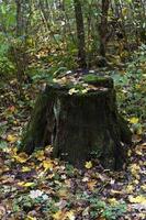 alter Baumstumpf im Wald foto