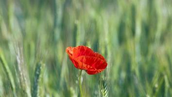 rote Mohnblumen foto