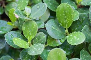 grünes Blatt mit Wassertropfen
