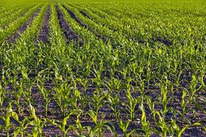 grüner Mais - ein landwirtschaftliches Feld, auf dem Mais wächst foto