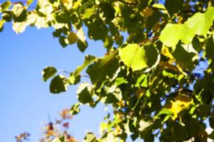 Herbst im Park foto