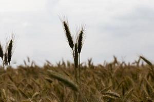 Dunkelfeld, Nahaufnahme foto