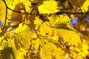 vergilbte Ahornbäume im Herbst foto