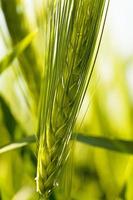 ein landwirtschaftliches Feld, auf dem Getreide angebaut wird foto