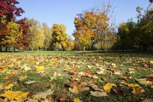 Herbstsaison, Laub foto