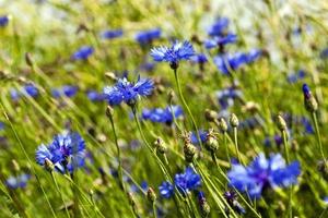 blaue Kornblumen. Sommer foto