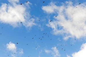 Vögel fliegen in den Himmel foto