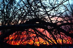Dämmerung durch Zweige: bunter Sonnenuntergang hinterleuchteter Baum foto