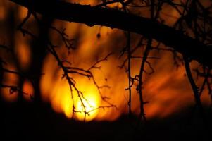 Dämmerung durch Äste: dramatischer Sonnenuntergang hinterleuchteter Baum foto