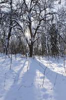 Bäume, die im Park wachsen, bedeckt mit Schnee und Eis foto