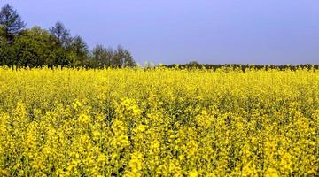 Rapsfeld, Nahaufnahme foto