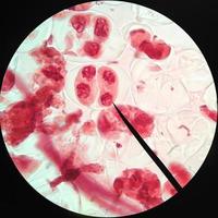 lebende gesunde Zellen (Mitose) foto