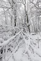 schneebedeckte Bäume im Winter foto