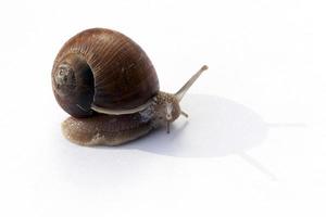 kriechende Schnecke, Nahaufnahme foto