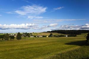 unreifes grünes Gras foto