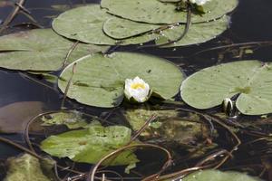 Weiße Seerose wächst in einem sumpfigen Gebiet foto