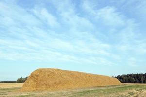 Stapel Stroh auf dem Feld foto