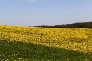 gelber löwenzahn blüht im sommer foto