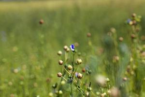 Grüner Flachs bereit für die Ernte foto