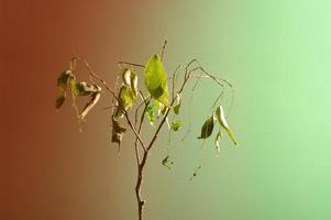 sterbende heimische Pflanze auf grünem und rotem Hintergrund. minimales Stilllebenbild einer toten Pflanze. foto