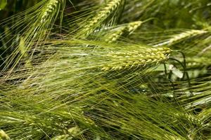 landwirtschaftliche Tätigkeit zum Anbau von Weizen foto