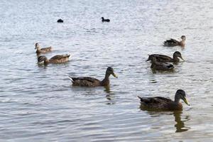 wilde kleine Enten auf dem Territorium von Seen foto