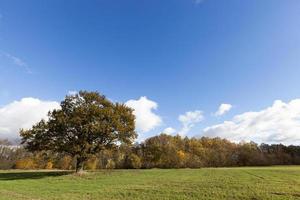 Natur in der Herbstsaison foto