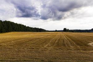 landwirtschaftliches Feldgetreide foto