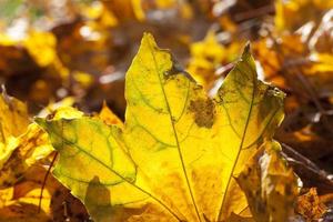 Blätter im Herbstpark foto