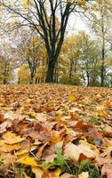 Ahornpark im Herbst foto