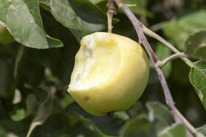 Äpfel auf einem Baum foto