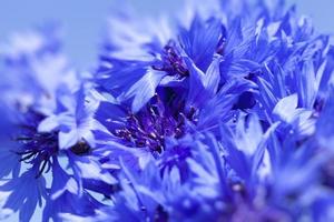 blaue Kornblumen im Sommer foto