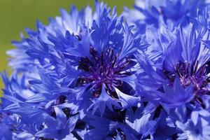 blaue Kornblumen im Sommer foto