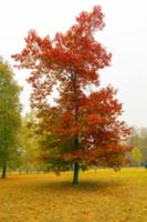 Herbst im Park foto