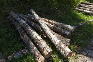 Holz mit Rinde und Schäden foto