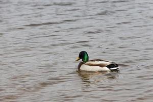 kleine Wildenten im Frühling oder Sommer in der Natur foto