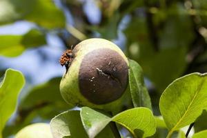 eine Birne, die direkt am Baum verfault foto