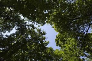 Bäume, die im Sommer mit grünem Laub bedeckt sind foto