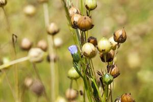 Grüner Flachs bereit für die Ernte foto