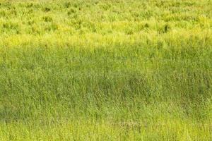 Grüner Flachs bereit für die Ernte foto