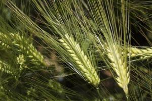 landwirtschaftliche Tätigkeit zum Anbau von Weizen foto