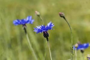 blaue Kornblumen im Sommer foto