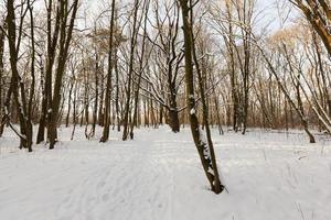 Laubbäume ohne Blätter im Schnee nach Schneestürmen foto