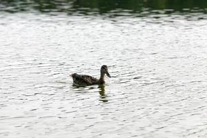 Wilde Wasservögel Enten in der Natur, Enten in ihrem natürlichen Lebensraum foto