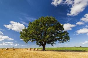 eine Eiche mit grünem Laub in einem landwirtschaftlichen Bereich foto