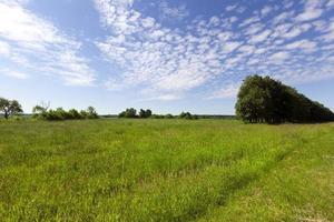 schöne Wiese, Feld foto